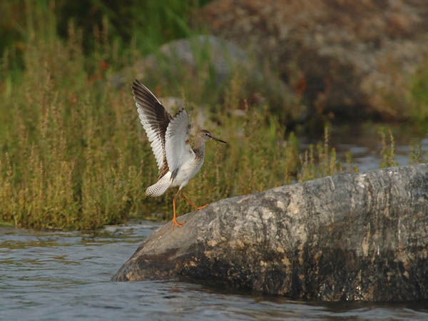 Punajalkaviklo, Common Redshank, Tringa totanus